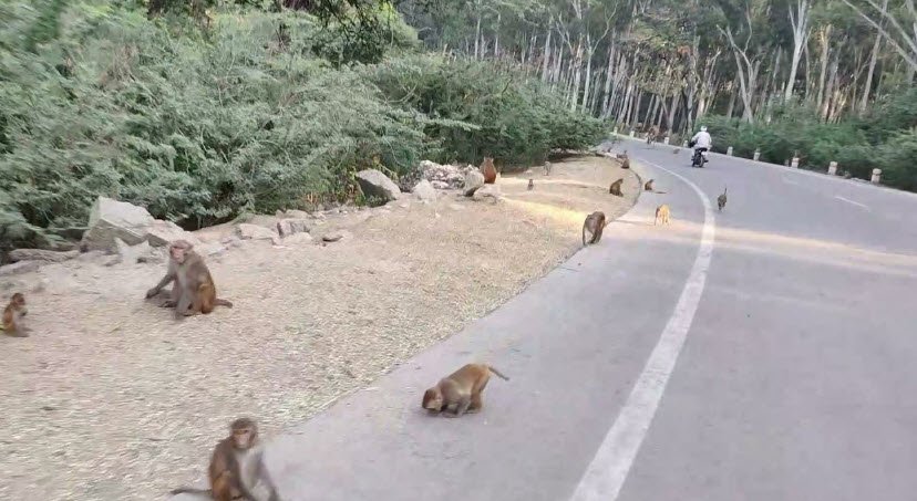 Bir Bara Ban Wildlife Sanctuary, Jind, Haryana - Vushii.com